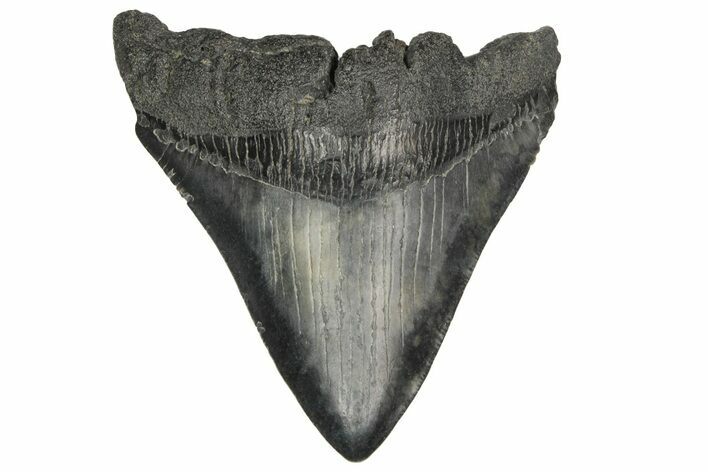 3.74" Fossil Megalodon Tooth - South Carolina